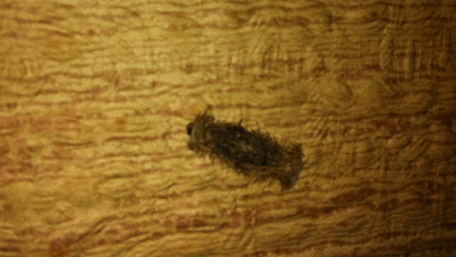 Identificazione Larva